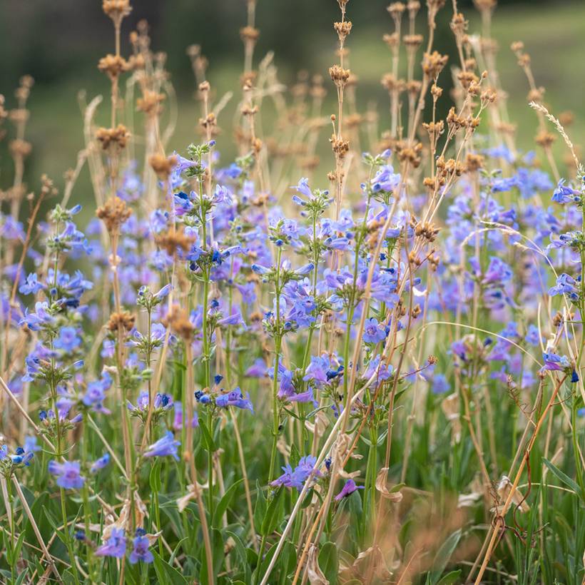 Penstemon virens - Galane Godet de 8/9 cm