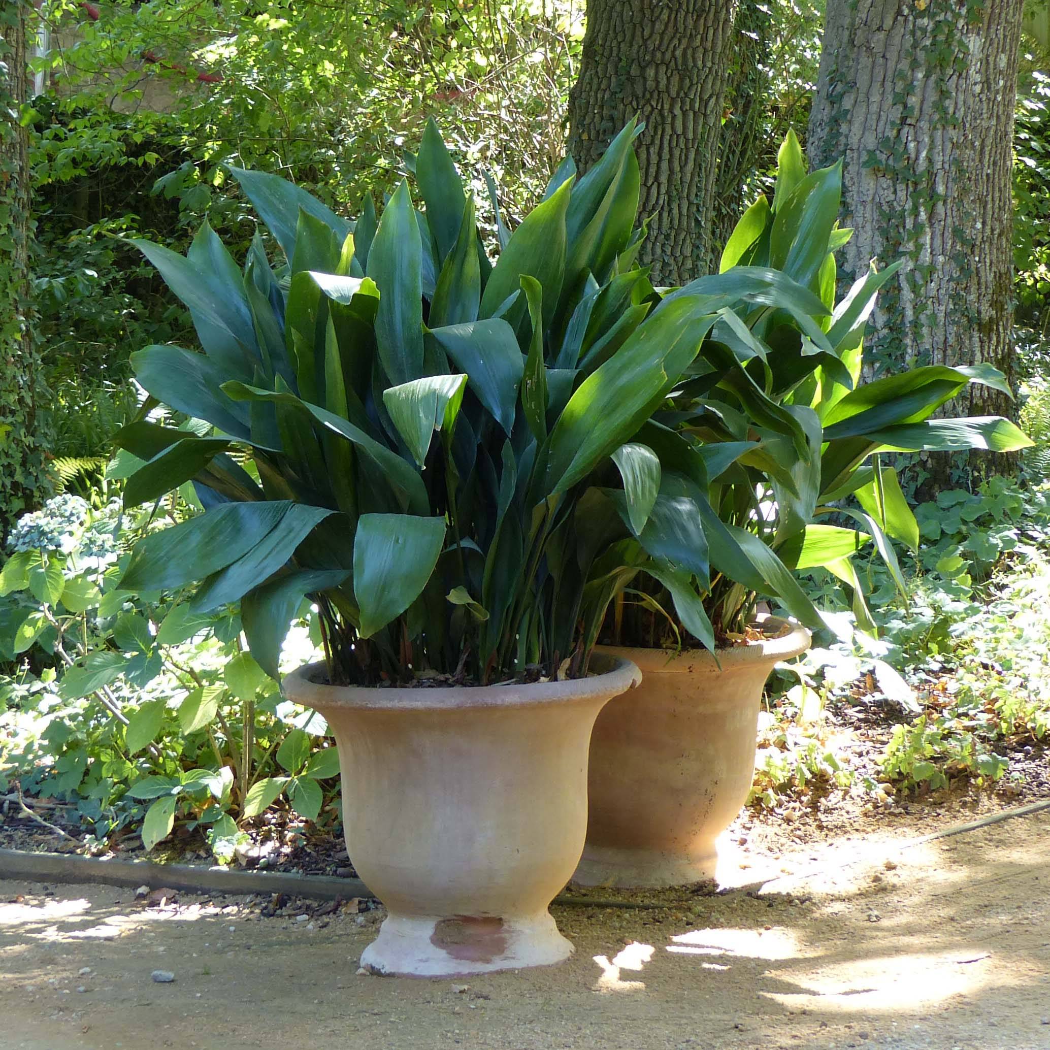 Aspidistra elatior - Aspidistre élevée Pot de 2L/3L