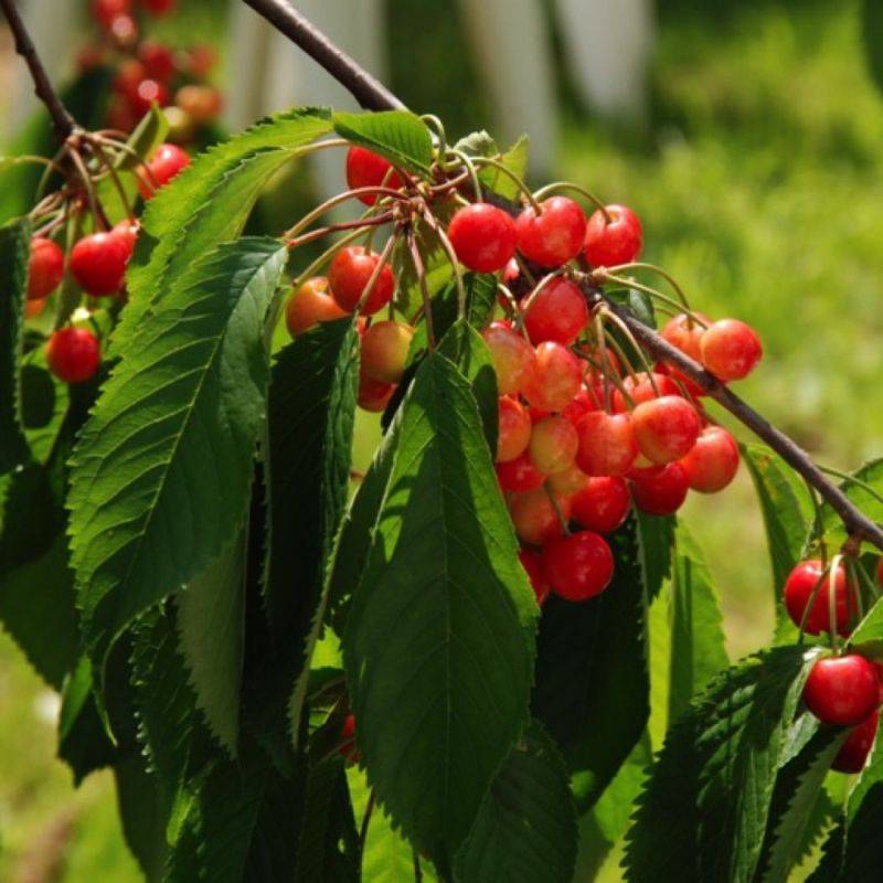 Cerisier bigarreau 'Lapins' (Prunus avium 'Lapins') - Scion de 100 à 150cm - Pépinières Naudet - Imagen 1