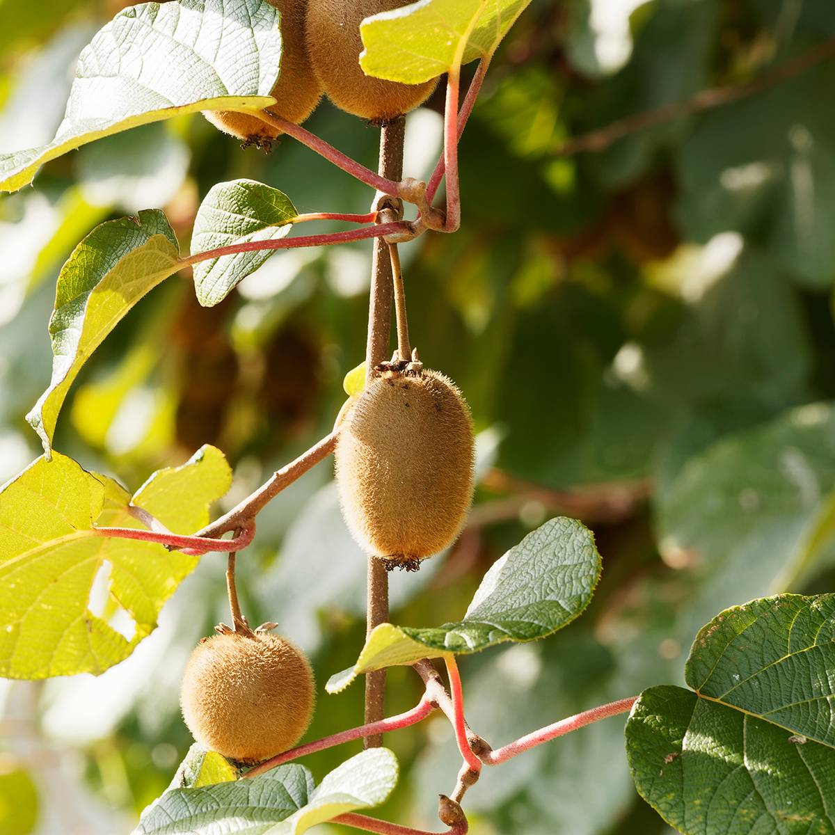 Kiwi Petite Homme (femelle) - Actinidia deliciosa Pot de 2L/3L