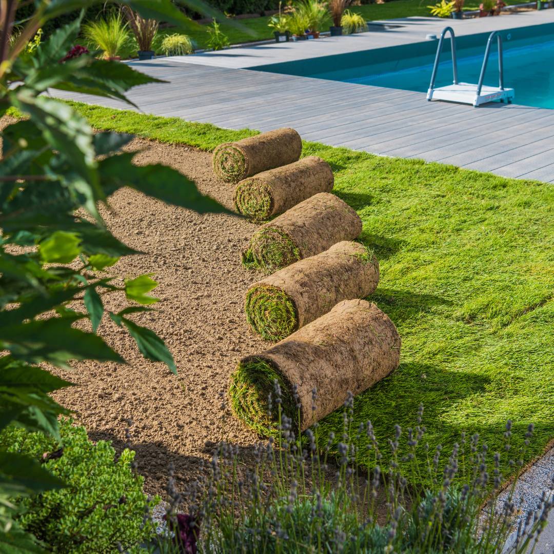 Gazon naturel en rouleau - région Sud-Ouest 30 m² - Image 1