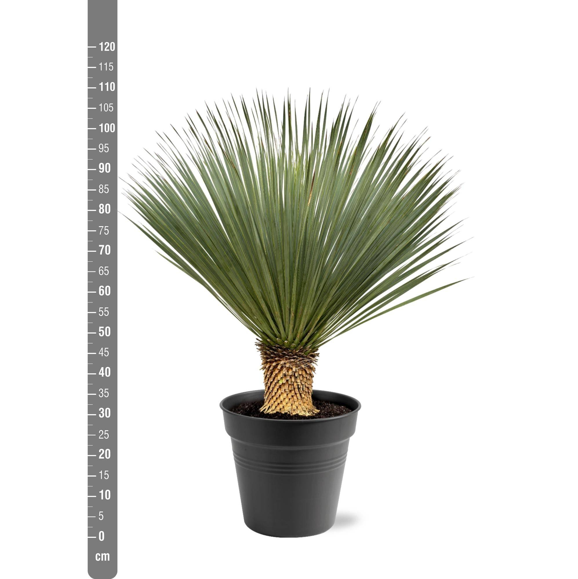 Yucca Rostrata - D40 H120cm - Image 2