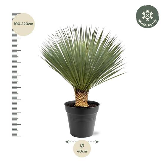 Yucca Rostrata - D40 H120cm - Image 5