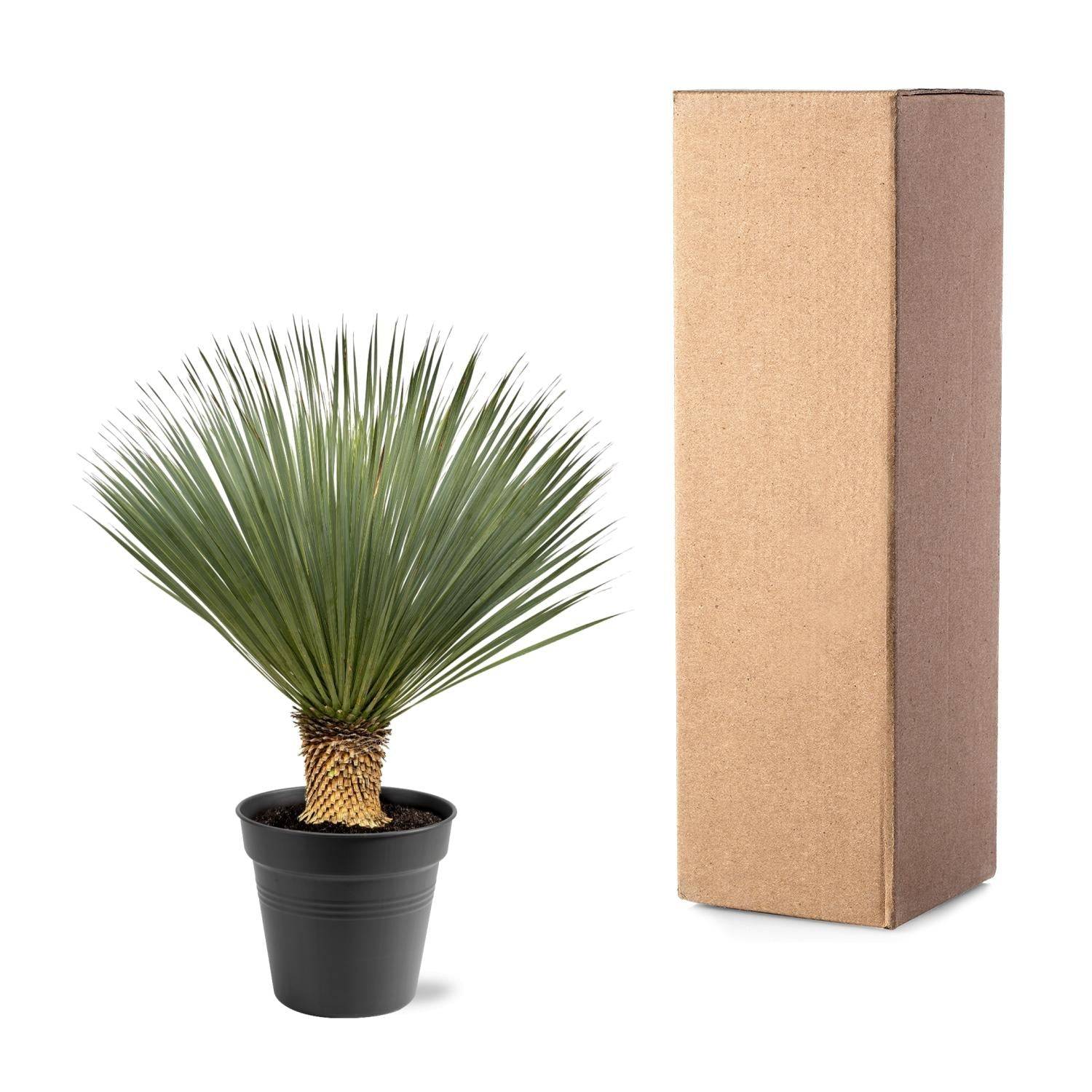 La Green Touch - Yucca Rostrata - D40 H120cm - Image 4