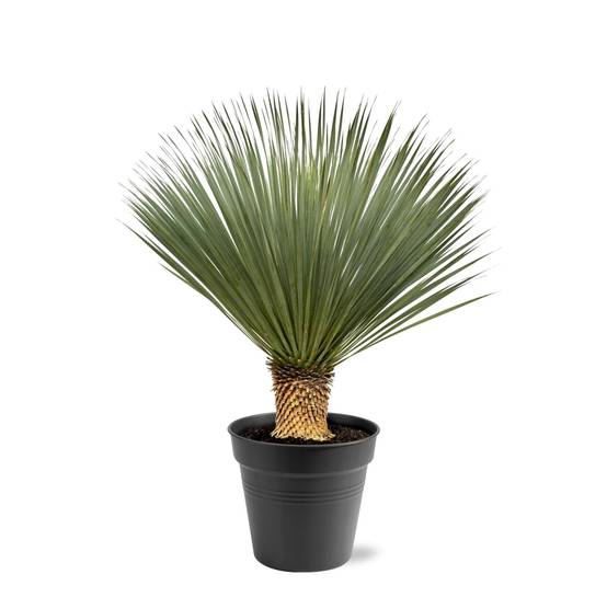 Yucca Rostrata - D40 H120cm - Image 1