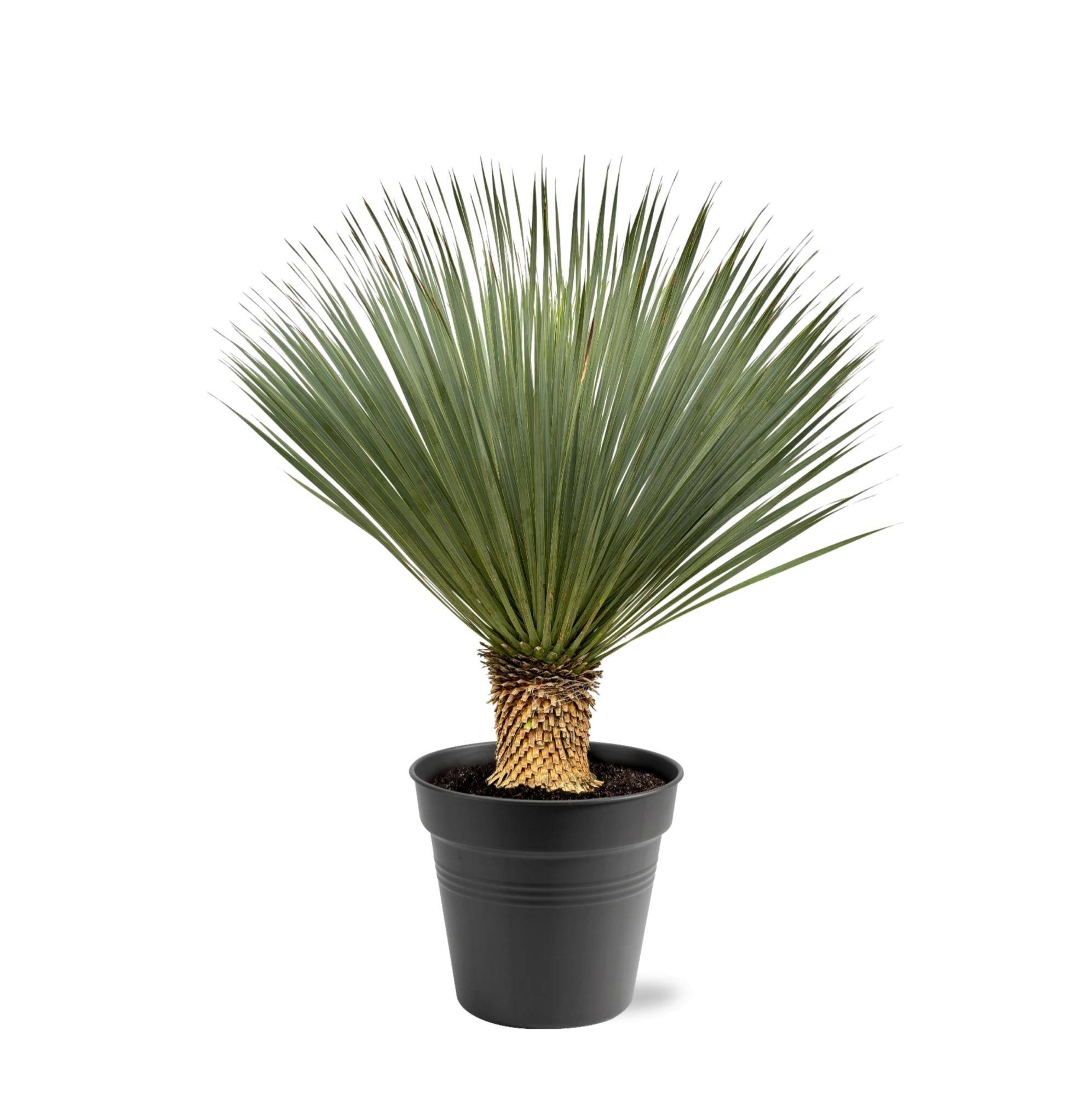 Yucca Rostrata - D40 H120cm