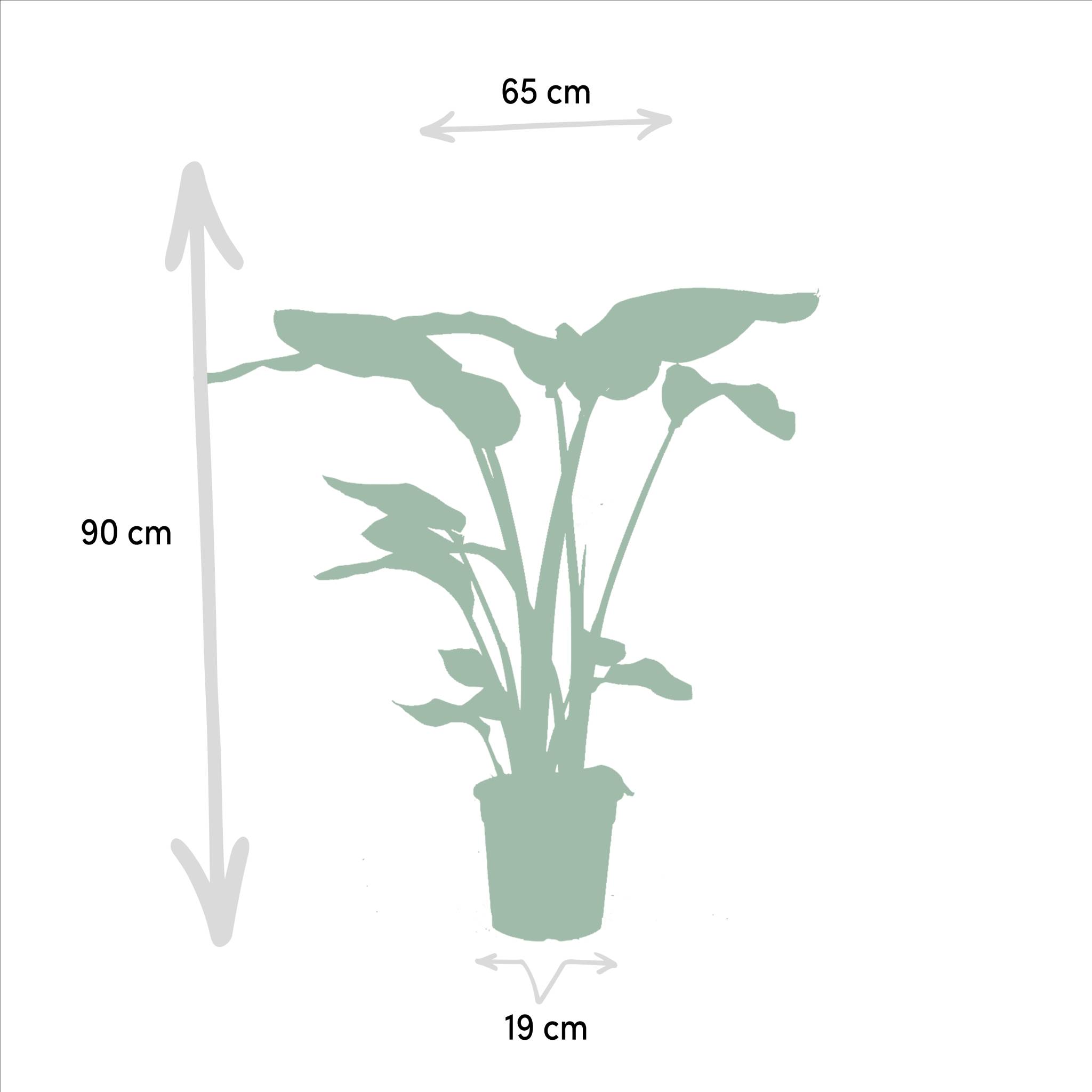 La Green Touch - Strelitzia Nicolai - H80cm - Imagen 5