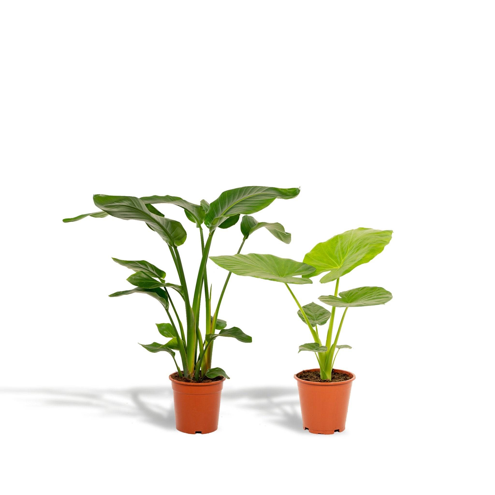 La Green Touch - Strelitzia Nicolai - H80cm - Imagen 1
