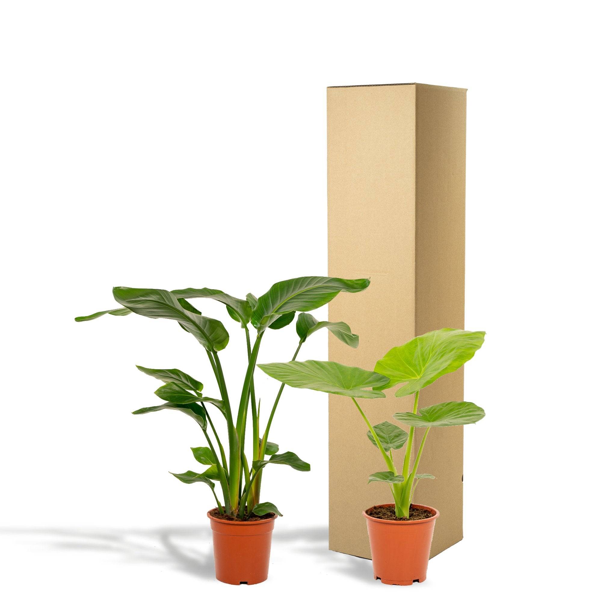 La Green Touch - Strelitzia Nicolai - H80cm - Imagen 6