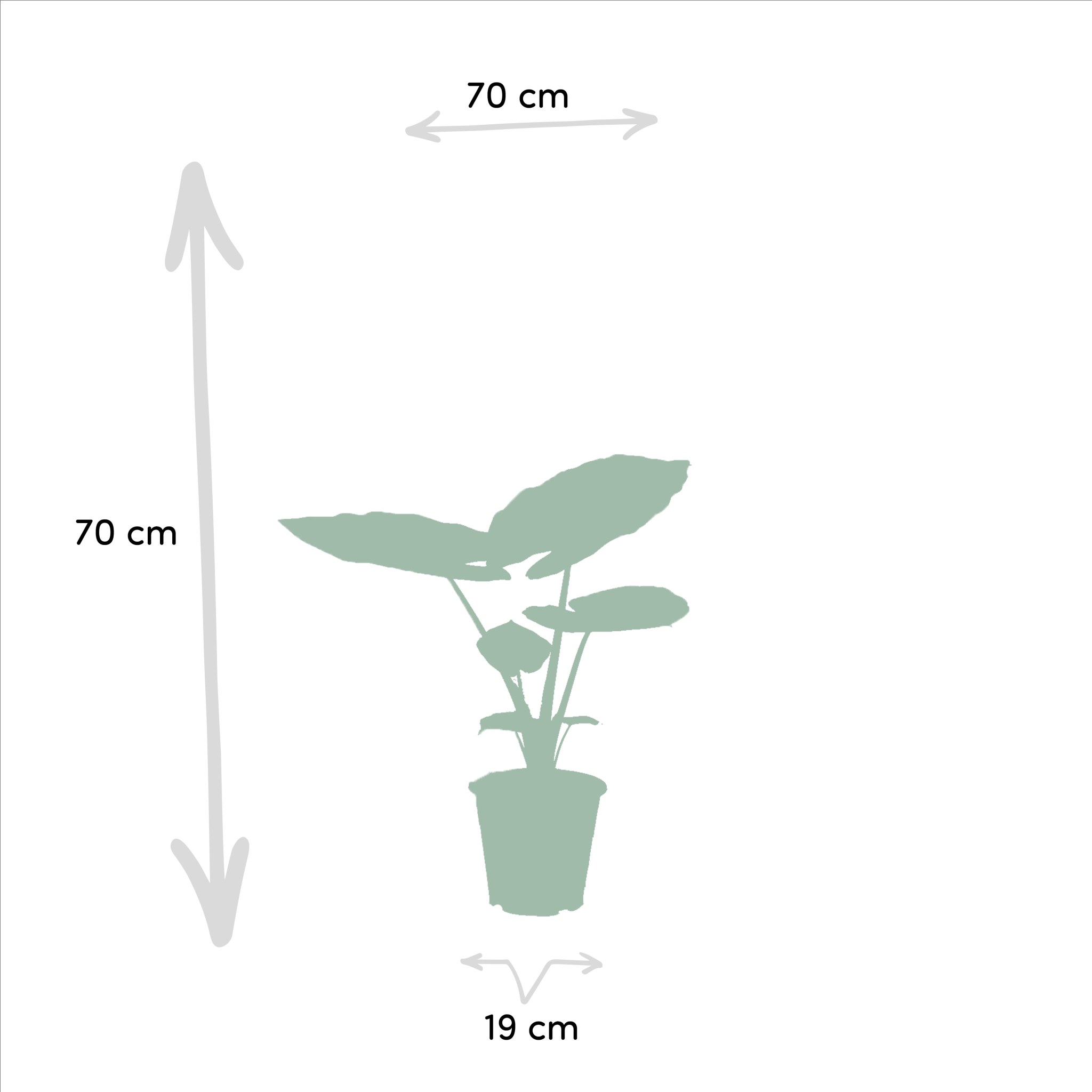 La Green Touch - Strelitzia Nicolai - H80cm - Imagen 4