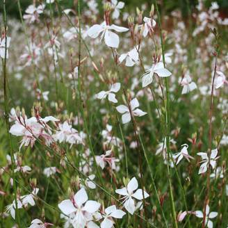 Gaura lindheimeri Blanche - Gaura de Lindheimer Godet de 7/8 cm