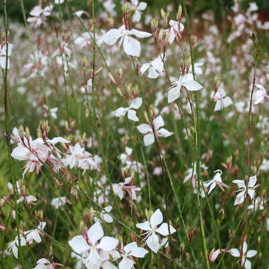 Gaura lindheimeri Blanche - Gaura de Lindheimer Godet de 7/8 cm