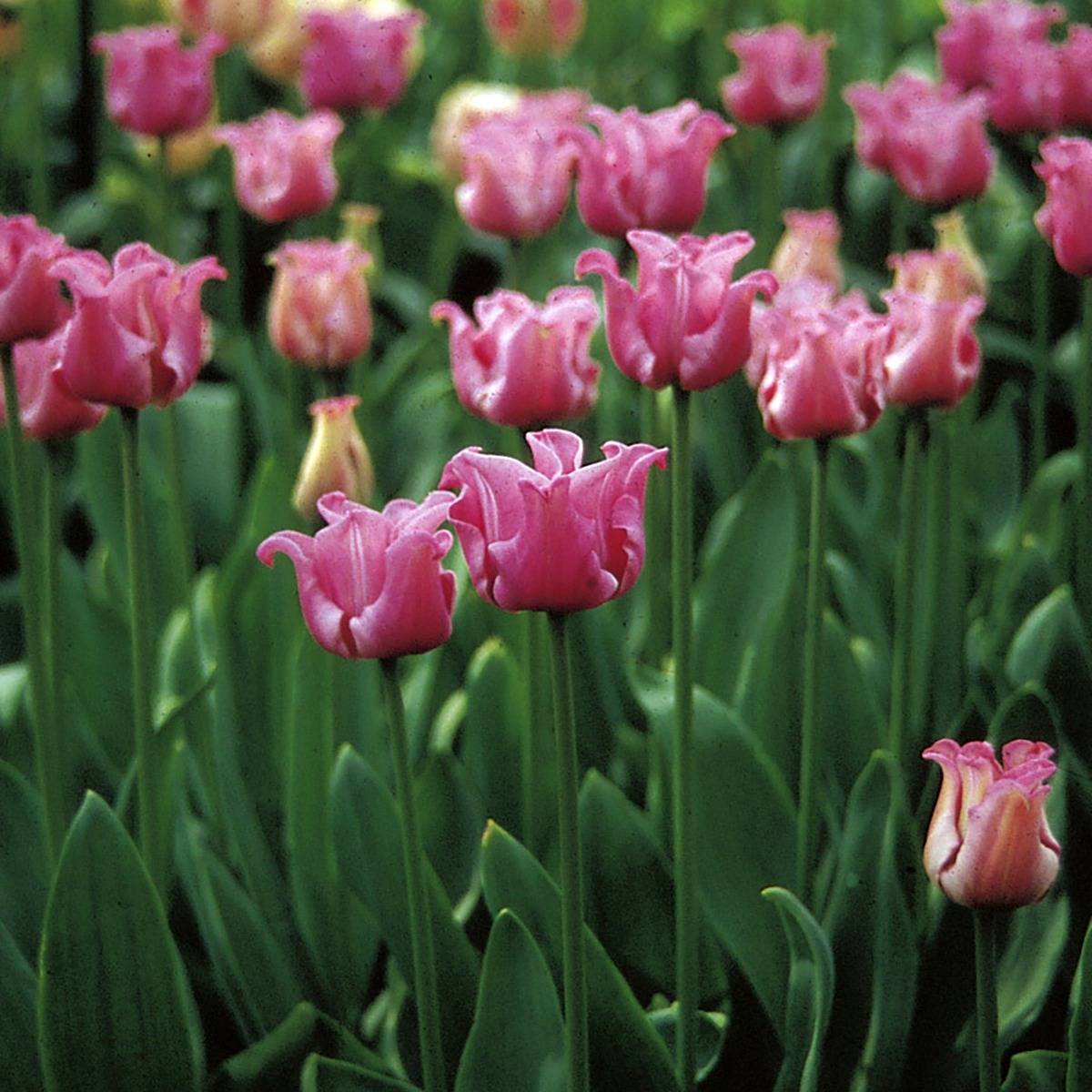 Promesse de Fleurs - Tulipe simple tardive Picture Bulbe calibre 11+ (par 10)