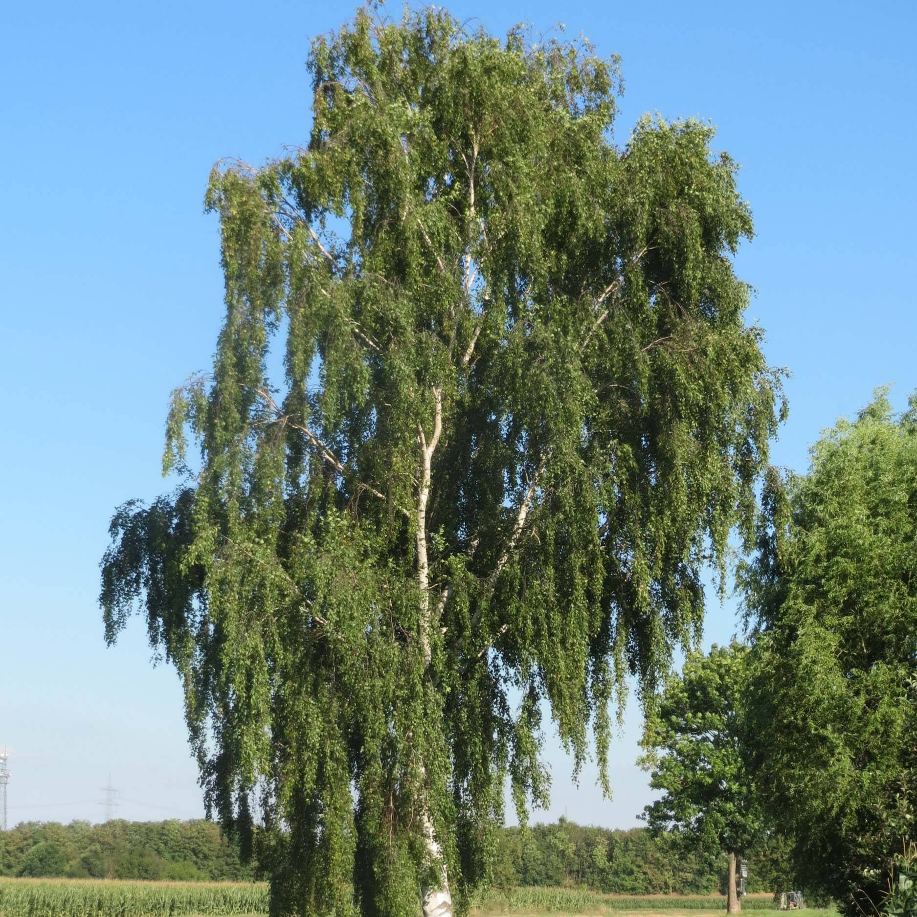 Betula pendula (alba, verrucosa) Pot de 18L/20L