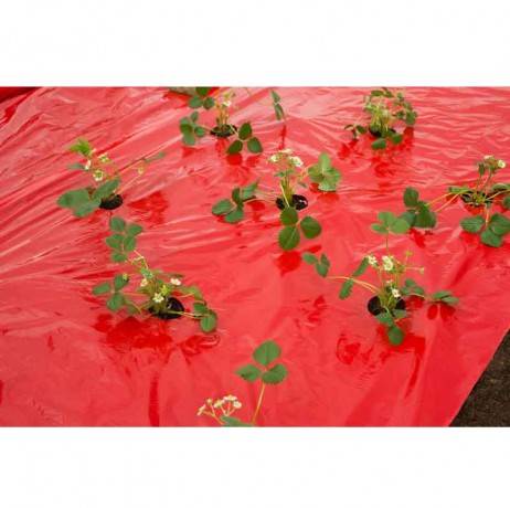 Nature - Film de paillage FRAISES, Long 10 m - Imagen 1
