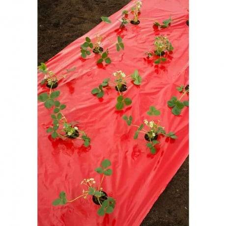 Nature - Film de paillage FRAISES, Long 10 m - Imagen 2