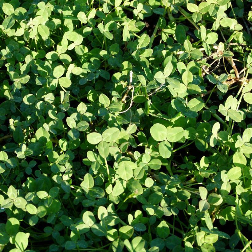 Trifolium fragiferum - Trèfle porte-fraise Godet de 8/9 cm