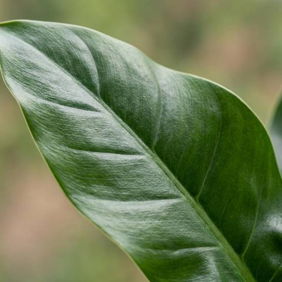 La Green Touch - Philodendron Imperial Vert - H65cm - Image 2