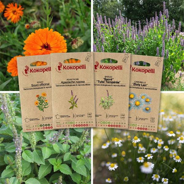 Plantes à tisanes - 4 sachets de graines bio à semer - Imagen 1