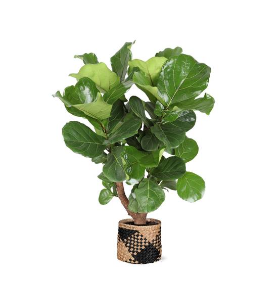 Ficus Lyrata et son pot- La Green Touch Panier naturel Noir - Hauteur 130cm