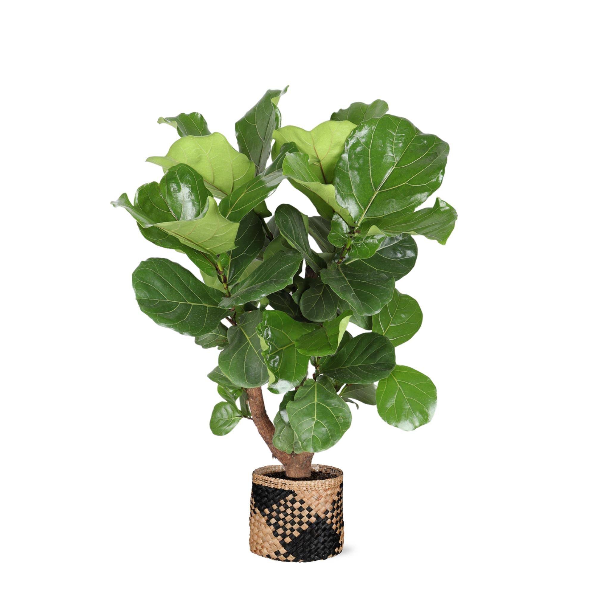 Ficus Lyrata et son pot- La Green Touch Panier naturel Noir - Hauteur 130cm
