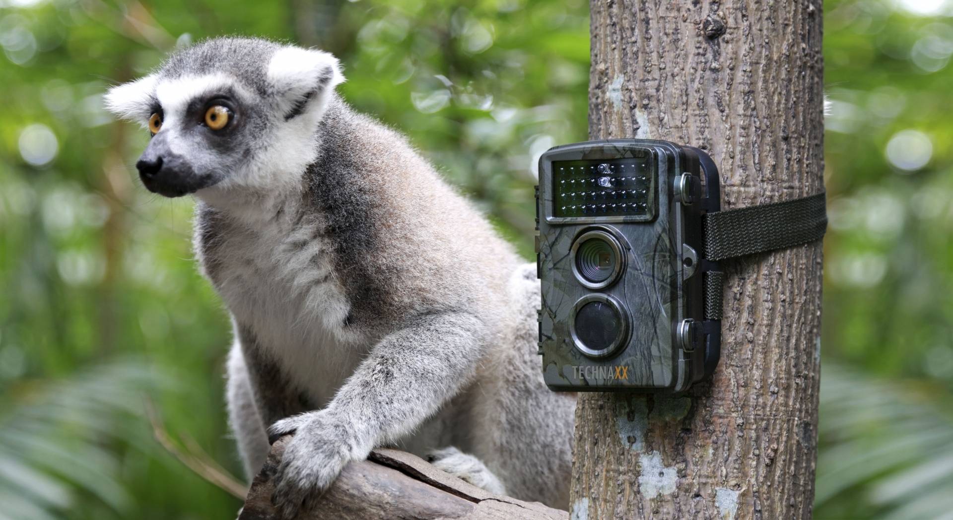 TECHNAXX - CAMERA DE SURVEILLANCE NATURE FULL HD TX-69 - Imagen 3