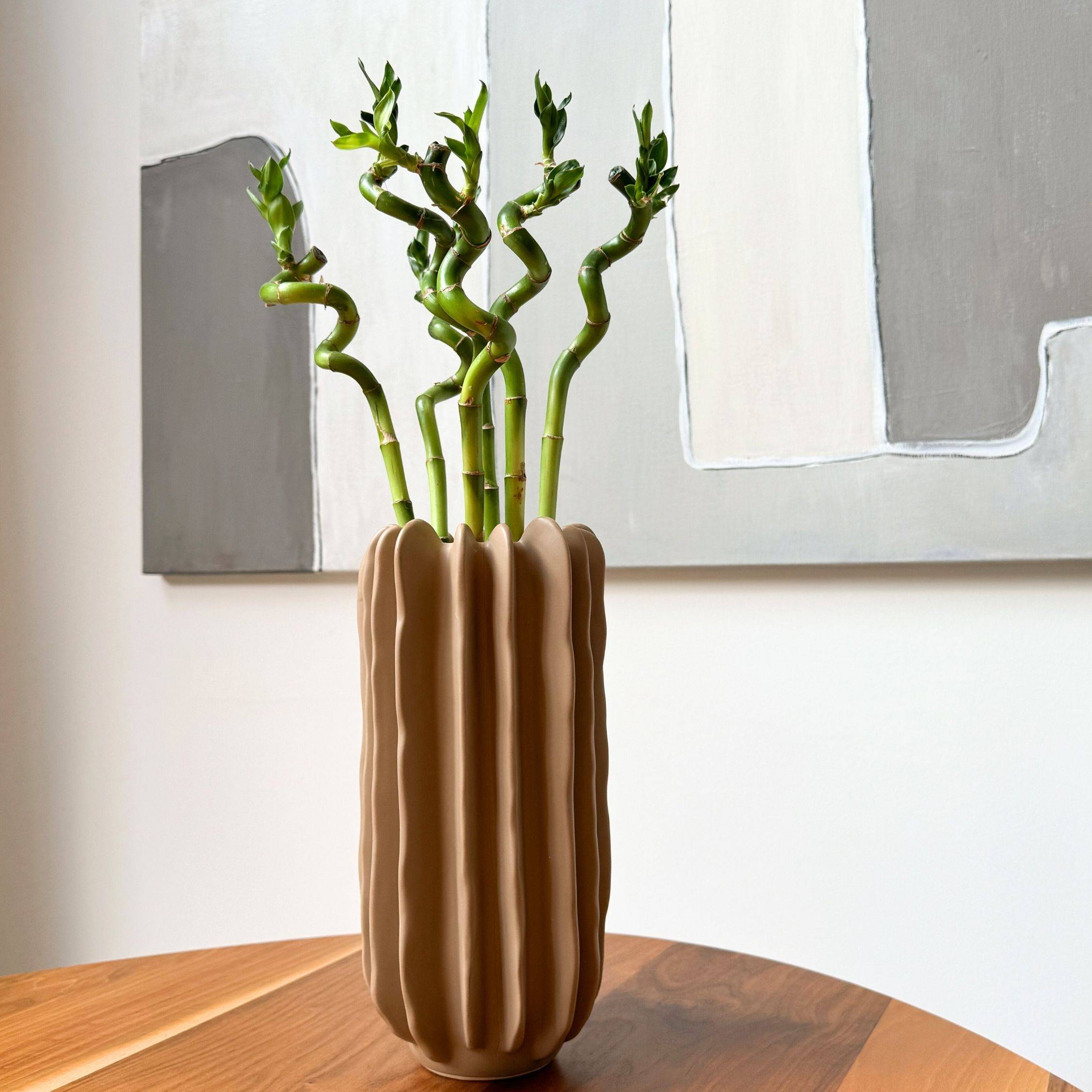 Plant In A Box - Lucky Bamboo - Set de 12 - Dracaena sanderiana - Hauteur 40-50cm - ⌀2cm - Image 2