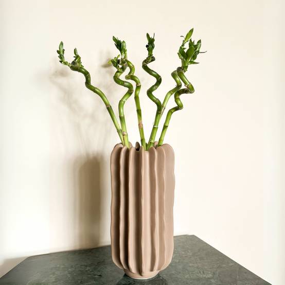 Plant In A Box - Lucky Bamboo - Set de 12 - Dracaena sanderiana - Hauteur 40-50cm - ⌀2cm - Image 3