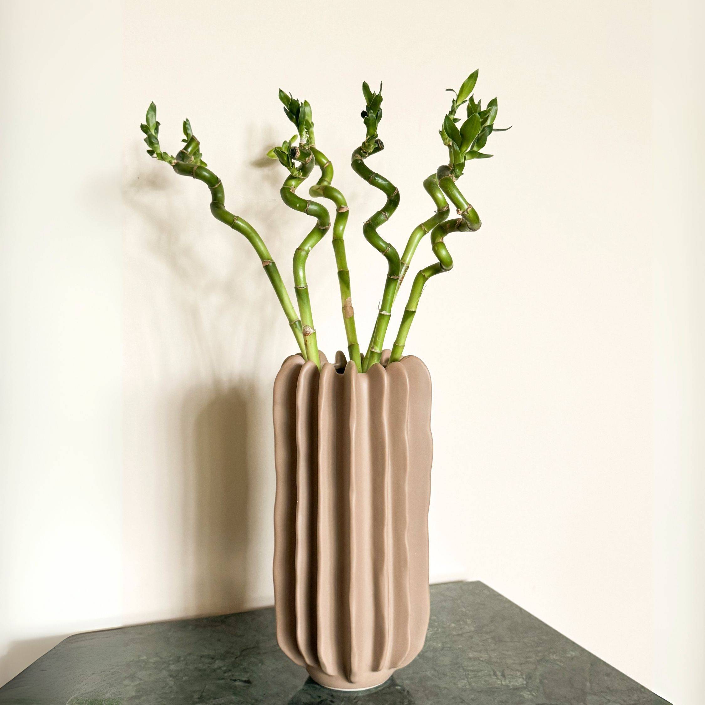Plant In A Box - Lucky Bamboo - Set de 12 - Dracaena sanderiana - Hauteur 40-50cm - ⌀2cm - Image 3