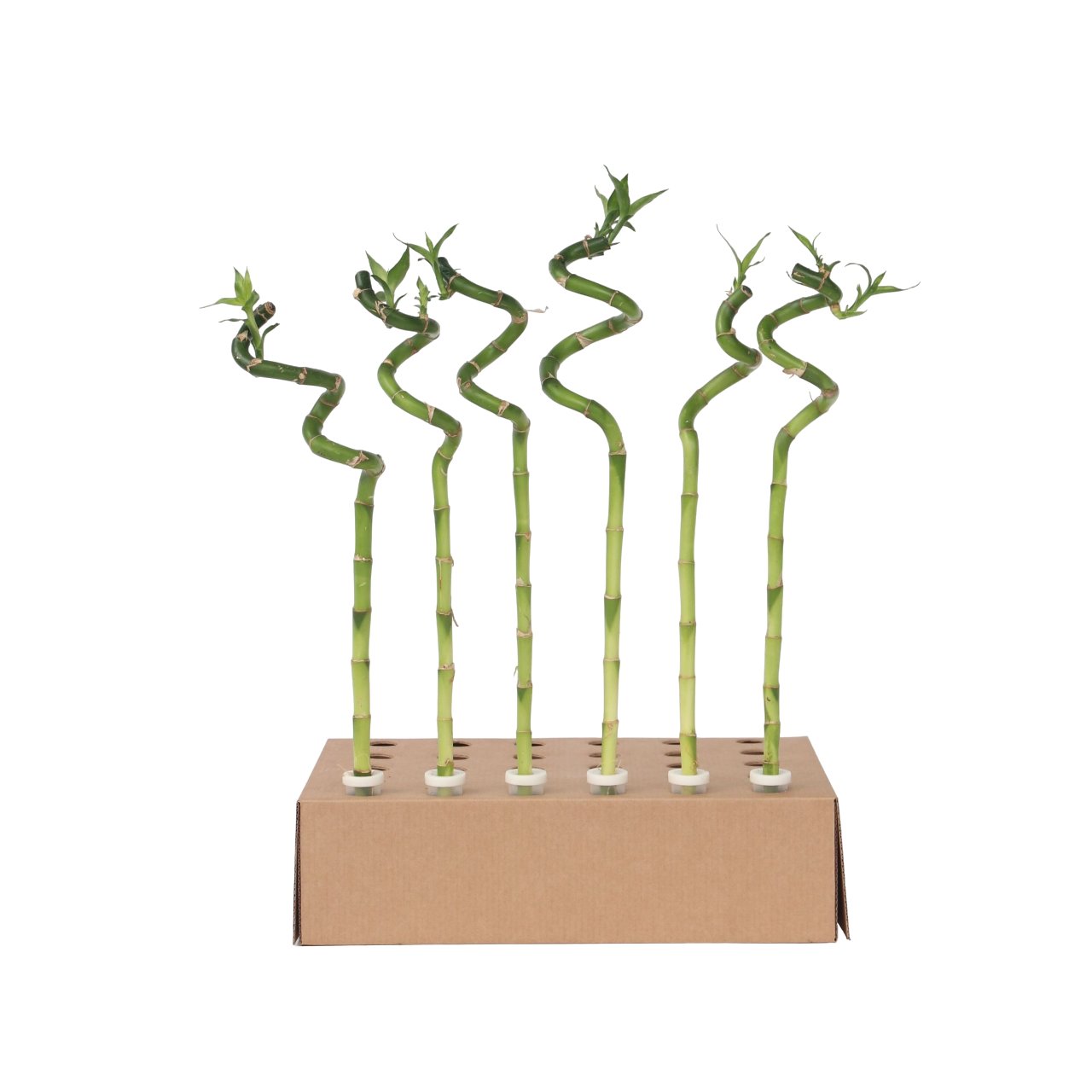 Plant In A Box - Lucky Bamboo - Set de 12 - Dracaena sanderiana - Hauteur 40-50cm - ⌀2cm - Image 1