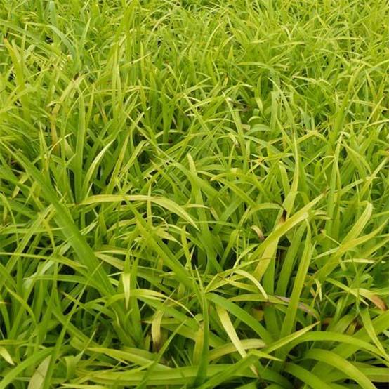 Promesse de Fleurs - Luzule des bois- Luzula sylvatica Solar Flare Pot de 2L/3L