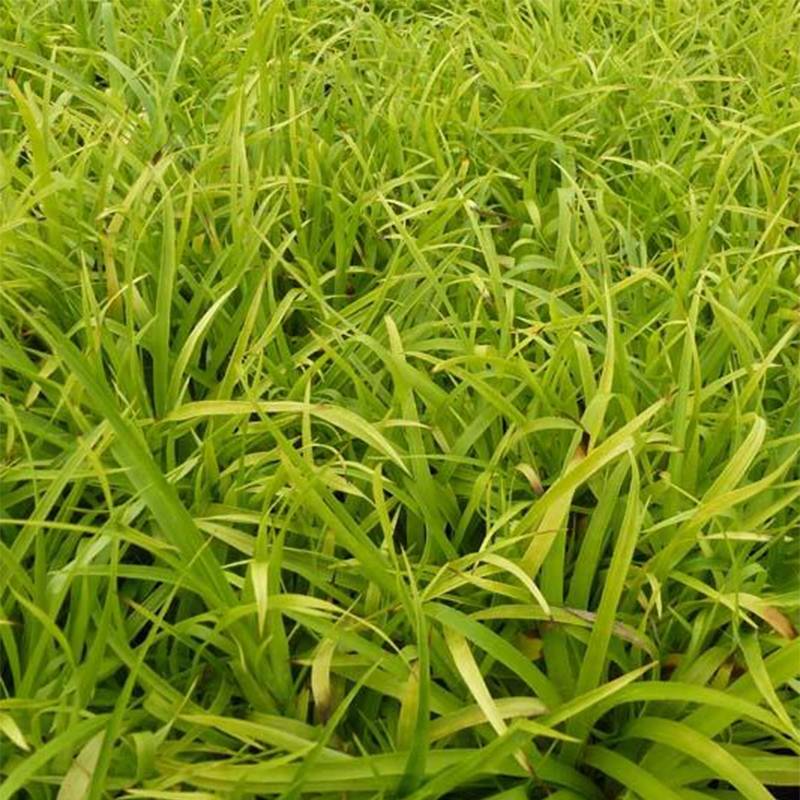 Promesse de Fleurs - Luzule des bois- Luzula sylvatica Solar Flare Pot de 2L/3L
