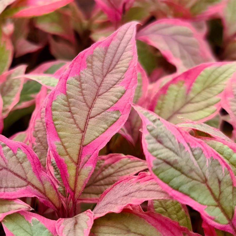 Cornouiller blanc Miracle ® 'Verpaalen2' (Cornus alba Miracle ® 'Verpaalen2') - Godet 9cm - Pépinières Naudet - Imagen 1