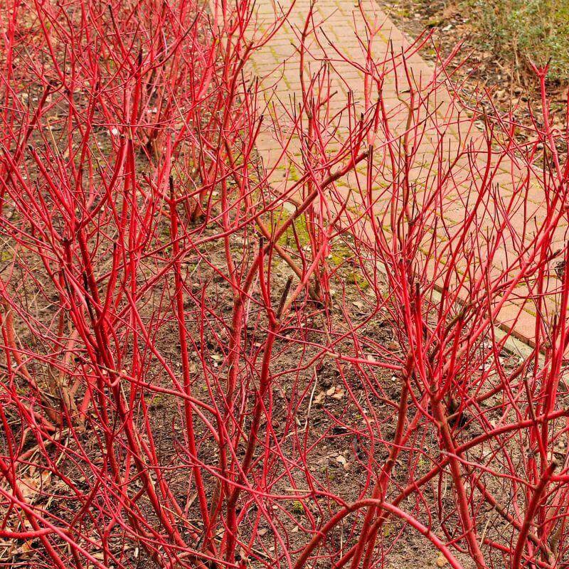 Cornouiller blanc Miracle ® 'Verpaalen2' (Cornus alba Miracle ® 'Verpaalen2') - Godet 9cm - Pépinières Naudet - Image 3