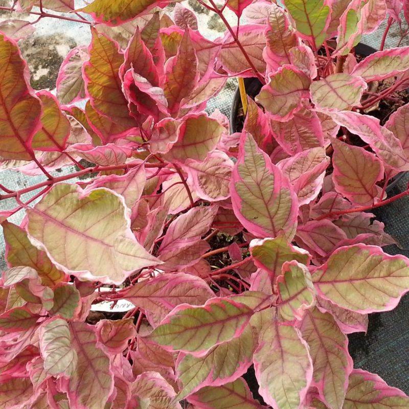 Cornouiller blanc Miracle ® 'Verpaalen2' (Cornus alba Miracle ® 'Verpaalen2') - Godet 9cm - Pépinières Naudet - Image 2