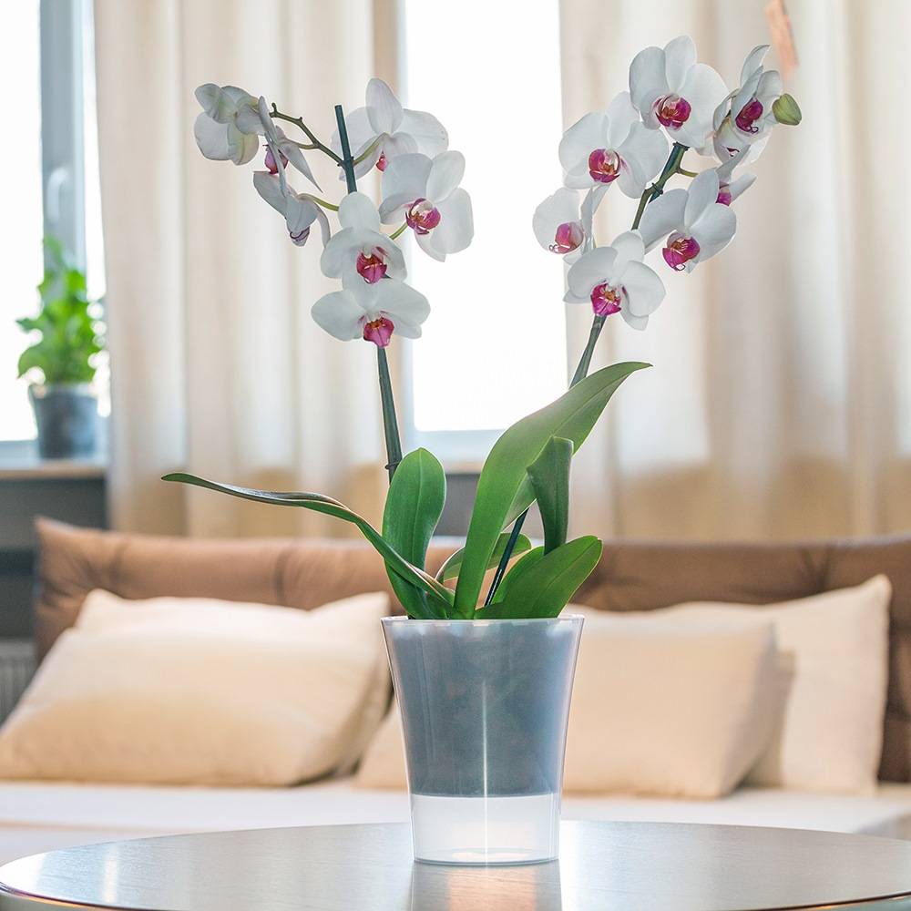 Gt Garden - Lot de 3 pots pour orchidées avec réserve d'eau - Arte-dea transparent 2 litres - GT GARDEN - Imagen 5