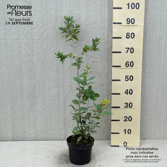Chêne vert - Quercus ilex Pot de 3L/4L, Buisson, Touffe - Image 2