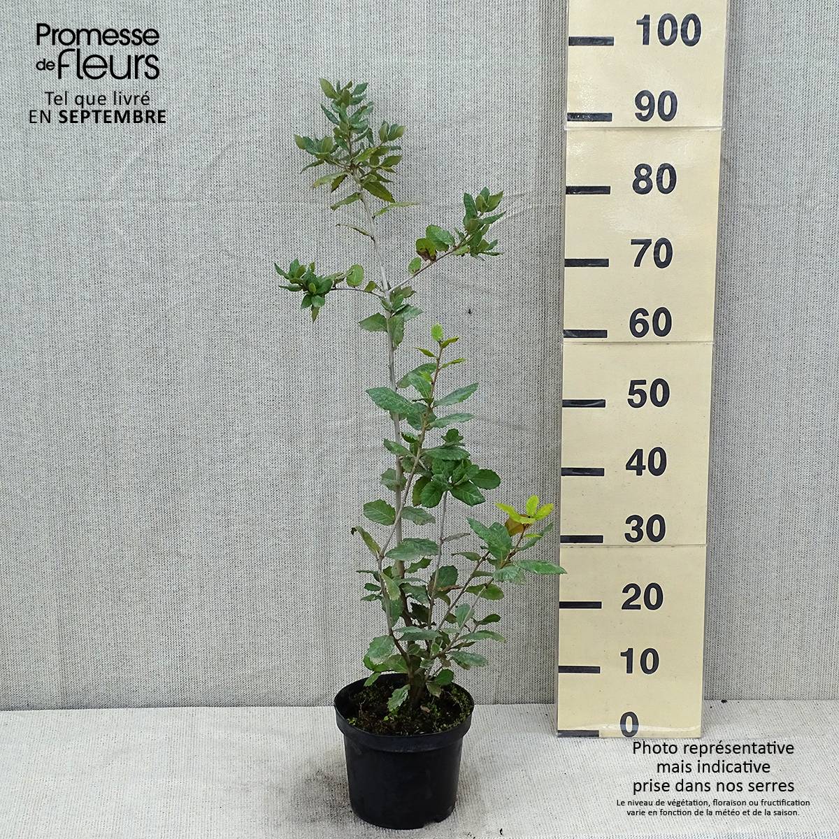 Chêne vert - Quercus ilex  Pot de 3L/4L, Buisson, Touffe - Image 2