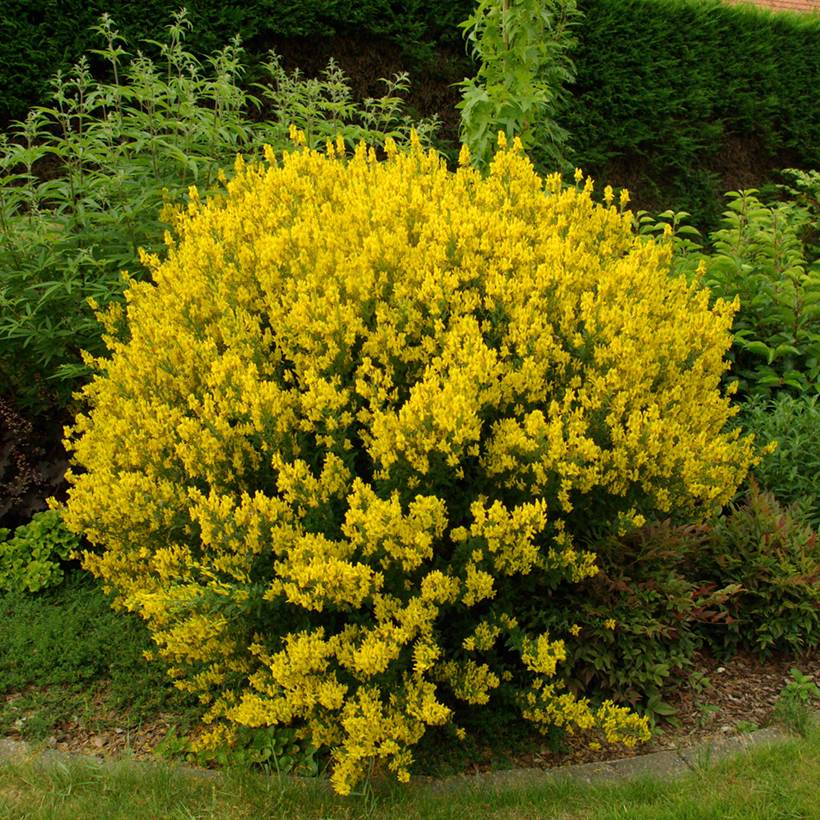 Promesse de Fleurs - Genista tinctoria - Genêt des teinturiers Pot de 3L/4L