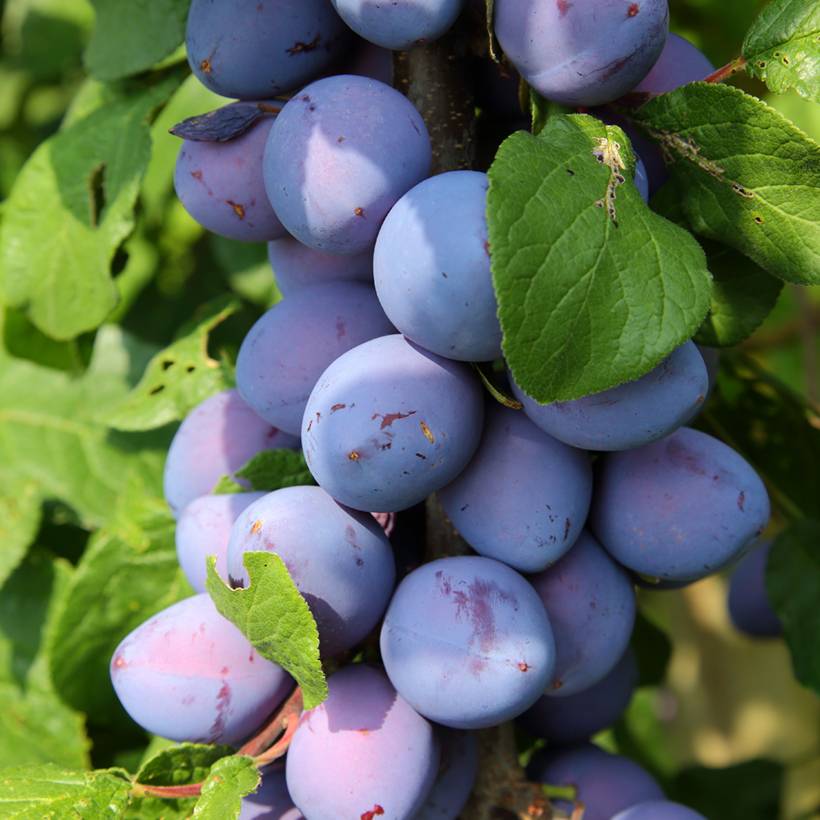 Promesse de Fleurs - Prunier nain Fruit Me Plum Me Angeleno Pot de 4L/5L, Nain