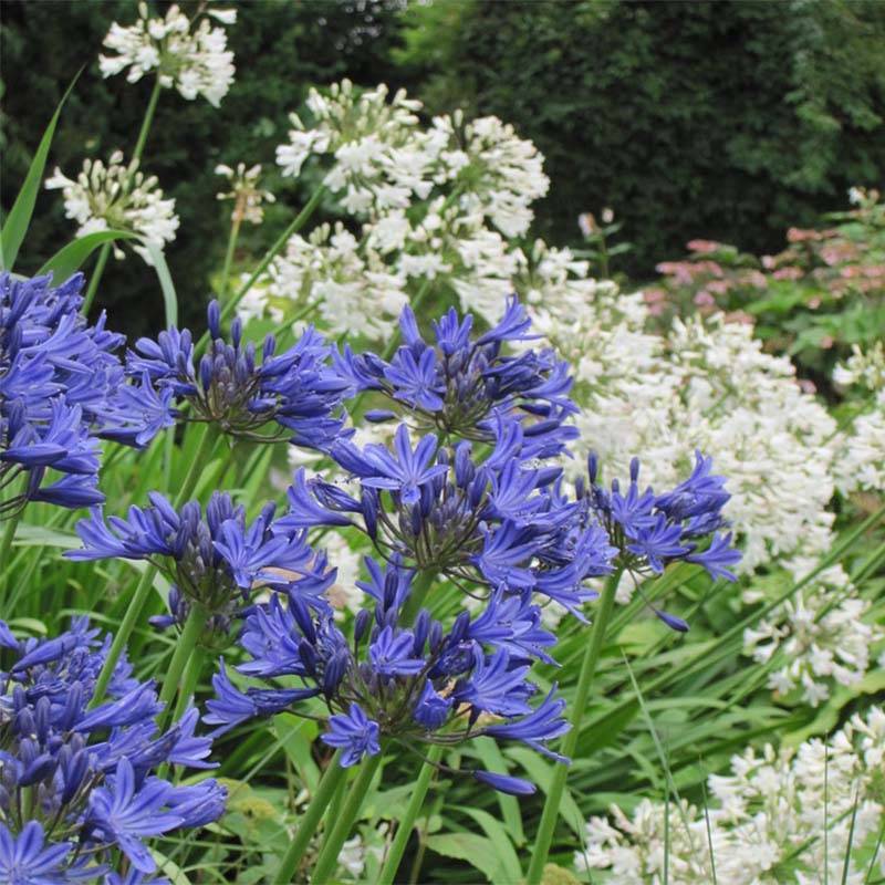 Promesse de Fleurs - Duo d'Agapanthes blanc bleu - Collection de 2 plantes