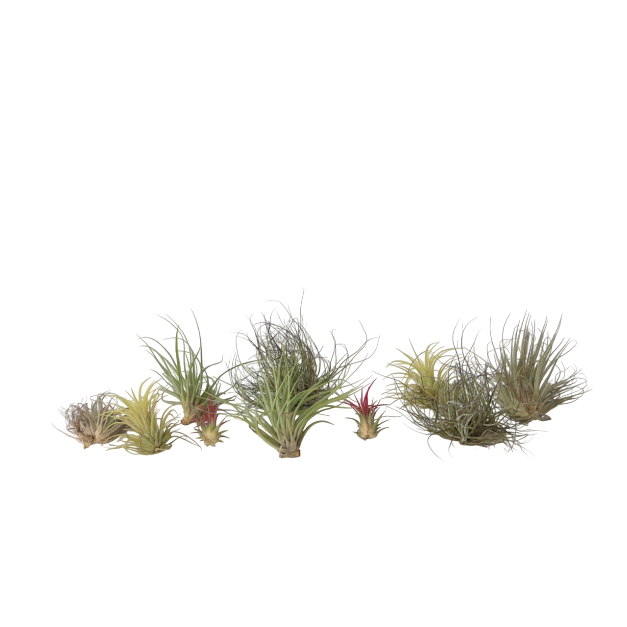 Plant In A Box - Plante aérienne - Set de 10 - Tillandsia - Hauteur 5-15cm - ⌀5cm - Image 1
