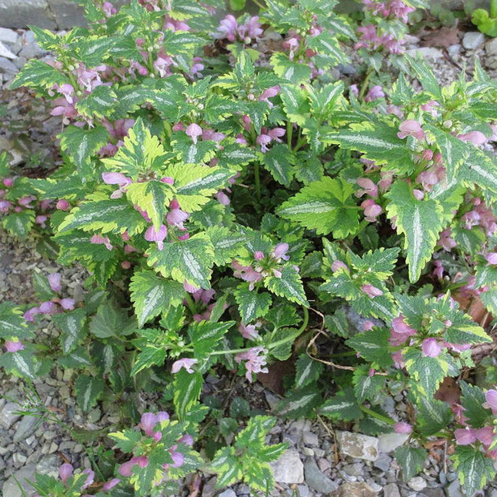 Lamium maculatum Anne Greenaway - Lamier panaché Godet de 8/9 cm