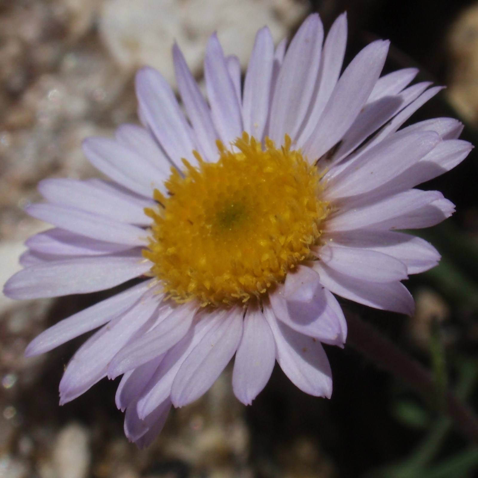 Erigeron leiomerus, Vergerette Pot de 2L/3L