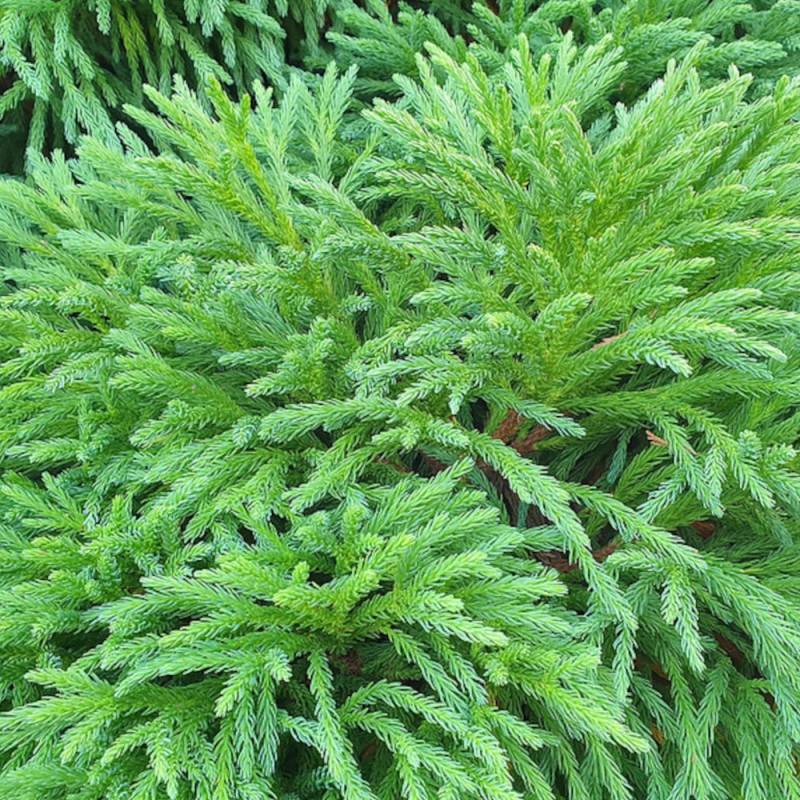 Cèdre du Japon Dinger, Cryptomeria - Pot de 5L - 40/60 cm