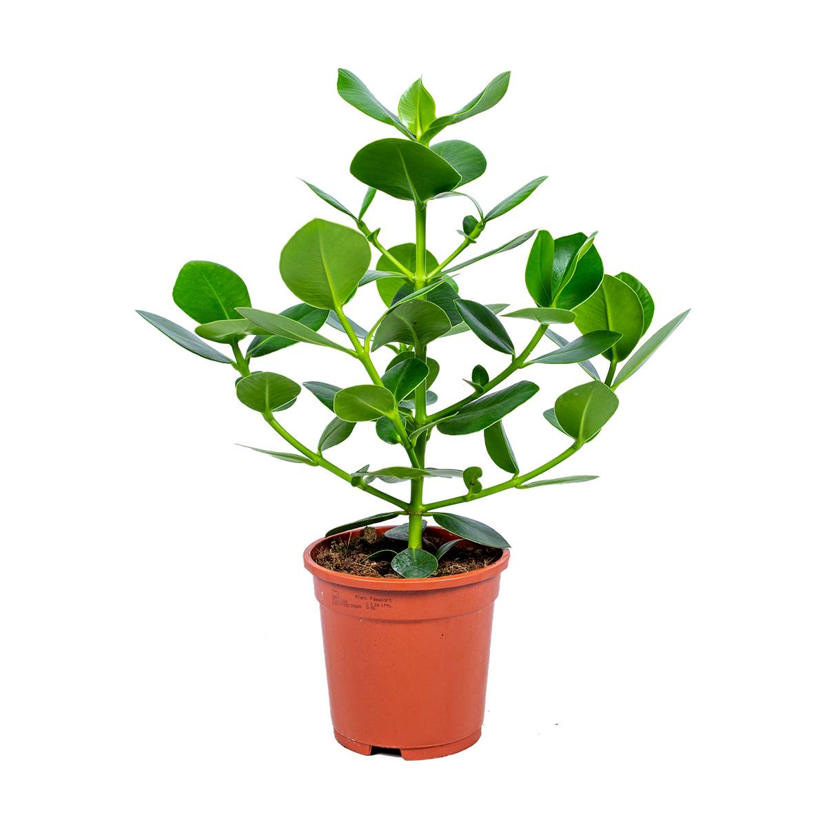 Clusia Rosea - Arbre cochon - Plantes d’intérieur - Dépolluante - H. 50-60 cm - P. 17 cm - Image 1