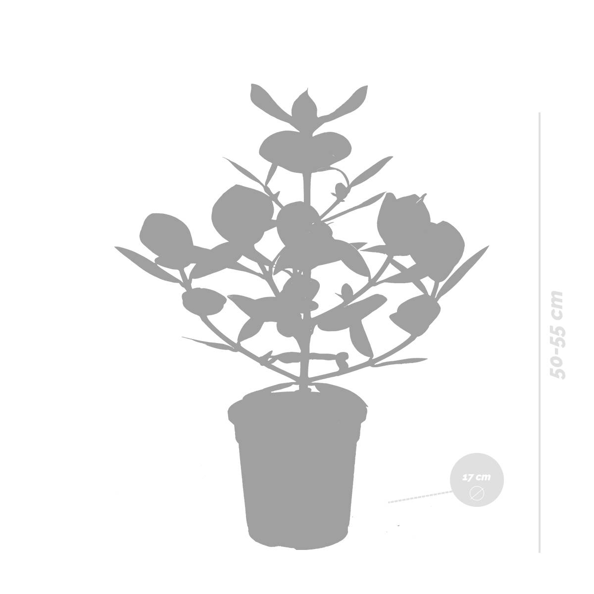 Clusia Rosea - Arbre cochon - Plantes d’intérieur - Dépolluante - H. 50-60 cm - P. 17 cm - Image 3