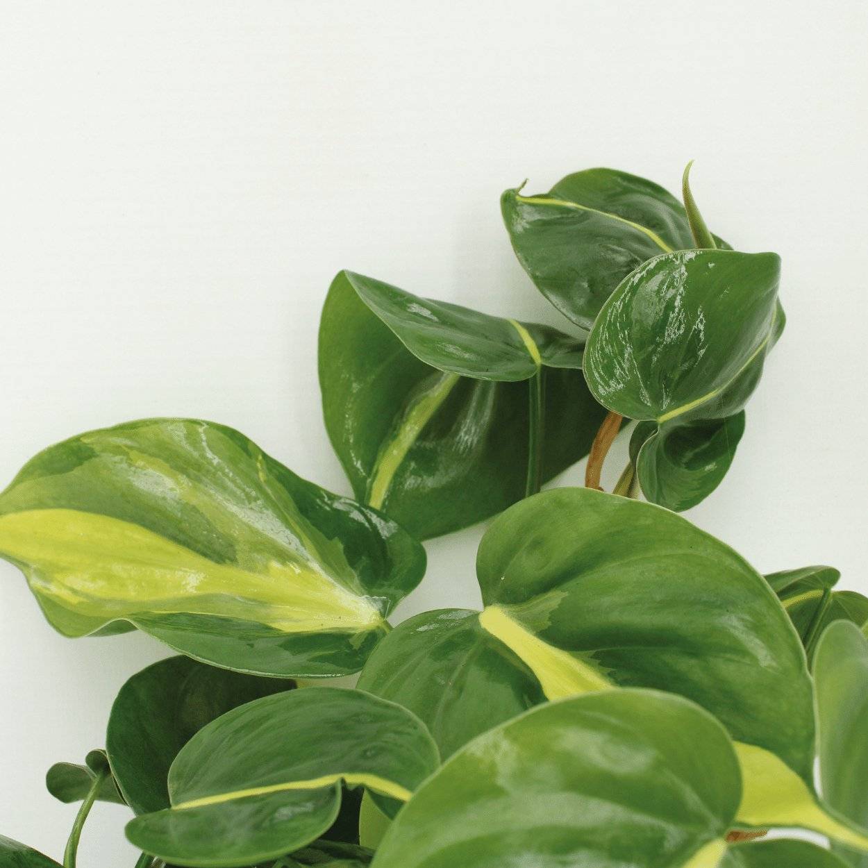La Green Touch - Philodendron Scandens Brasil - H15cm - Image 4