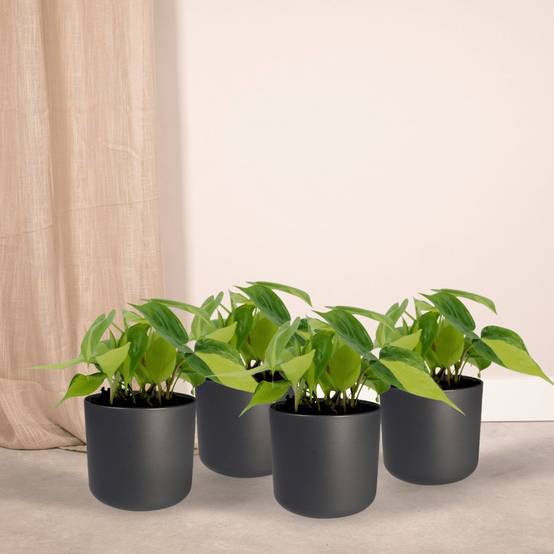 La Green Touch - Philodendron Scandens Brasil - H15cm - Image 3
