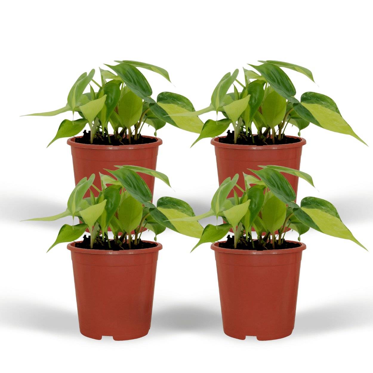 La Green Touch - Philodendron Scandens Brasil - H15cm - Image 2